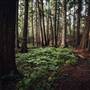 Wells Gray Provincial Park & Clearwater Forests & Streams