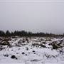 Shoemaker Bog