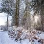 Morrison Creek Nature Park