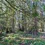 Qax Mot Trail