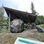 Giant Burl