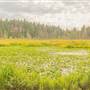 Stanley Park - Beaver Lake