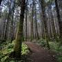 Alligator Rock Trail - Snowden Demonstration Forest