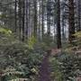 Snowden Demonstration Forest