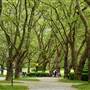 Stanley Park - Painter's Circle to Lumberman's Arch