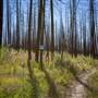 Logan Lake Community Forest - Burned Sections