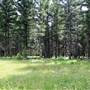 Goose Lake Road Forest
