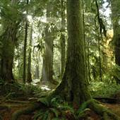 *Cathedral Grove