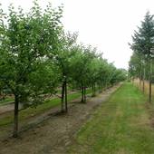 Patron Orchard