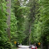 Highway 4 (Cathedral Grove)