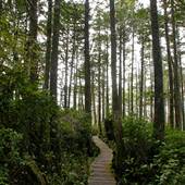 Wild Pacific Trail (He Tin Kis Park)