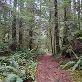 DeLuca Property - Old Growth Forest