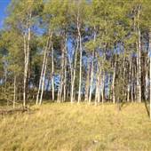 Seven Half Diamond Guest Ranch Aspen Trees