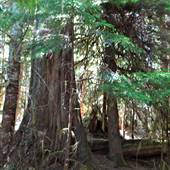 Ralph River Campground (Strathcona Park)