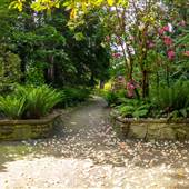 Milner Gardens (Gardens and Boardwalk)