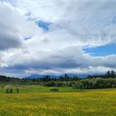 Scotchtown Road Vista