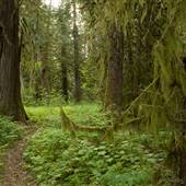 Big Cedars Trail