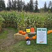 Silver Meadows Corn Maze