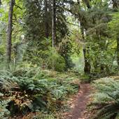 Golden Street Forest - from Bike Park
