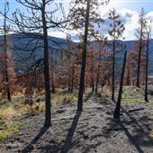 Veasy Lake Forest Service Road and Burned Forest