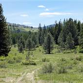 AROSA RANCH FOREST
