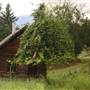 Pukas Farm