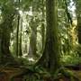 *Cathedral Grove