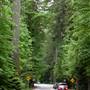 Highway 4 (Cathedral Grove)