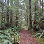 DeLuca Property - Old Growth Forest