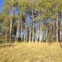 Seven Half Diamond Guest Ranch Aspen Trees
