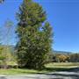 Coleman Property