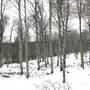 BROUWER FARM ASPENS