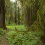 Big Cedars Trail