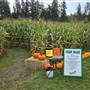Silver Meadows Corn Maze