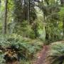 Golden Street Forest - from Bike Park