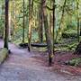 Hidden Grove