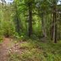 Thomas Property Trail & Forest along Clearwater River