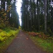 Old ERT Logging Road - Beaver Lodge Lands
