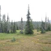 Paradise Meadows (Strathcona Provinical Park)