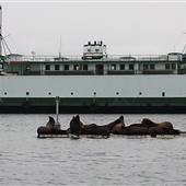 MV Rhododendron