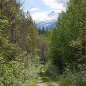 Cook Mountain Trails