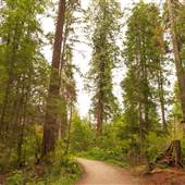Stanley Park - Ravine Trail