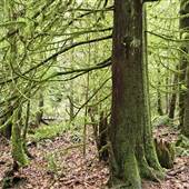 Morrell Sanctuary