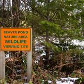 Beaver Pond
