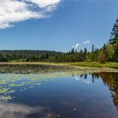 Whonnock Lake Park - Sunny Day