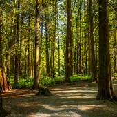 Robert Burnaby Park - Forest