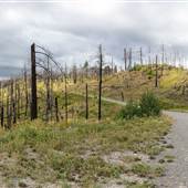 Campbell Hill Burnt Forest & Road SUMMER 2025