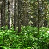 Blue River Forests near Wilderness Retreat