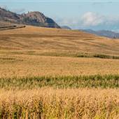 Haywood-Farmer Fields