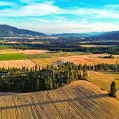 WHEATFIELDS